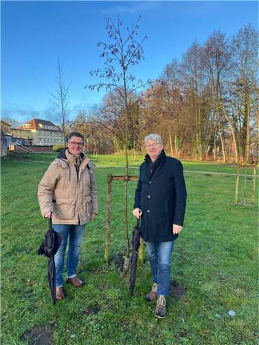 Peter Jung und Ralf Seemann (v.l.) begutachten den Baum, den sie vor gut zwei Jahren eigenhändig am Rande der Güstrower Altstadt eingepflanzt haben und der symbolisch für die unverbrüchliche Freundschaft zwischen den beiden Städten steht.