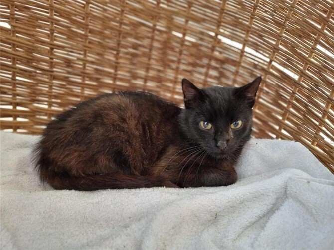 Fundkater Peterchen sucht ein liebevolles Zuhause Peterchen wird nach der Kastration vermittelt. Foto: Sybill Limbach
