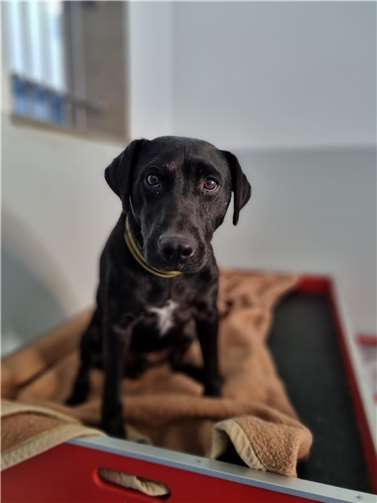 Petterdale Terrier Henk aus dem Tierheim Mayen.  Foto: privat