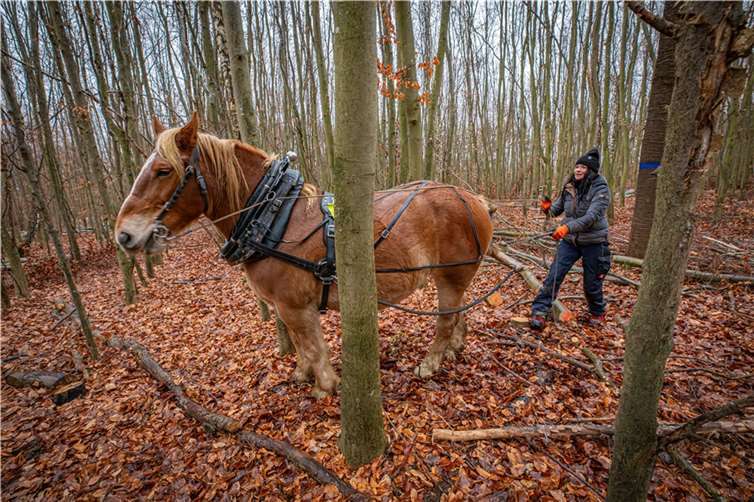 Pferderückerin Susanne Berling zeigt bei ihrem Einsatz im Gülser Wald, dass sie und Klara, ein Polnisches Kaltblut, auch bei beengten Verhältnissen sehr gut miteinander harmonieren beim Rücken des Holzes.  Foto: Stadt Koblenz/Andreas Egenolf