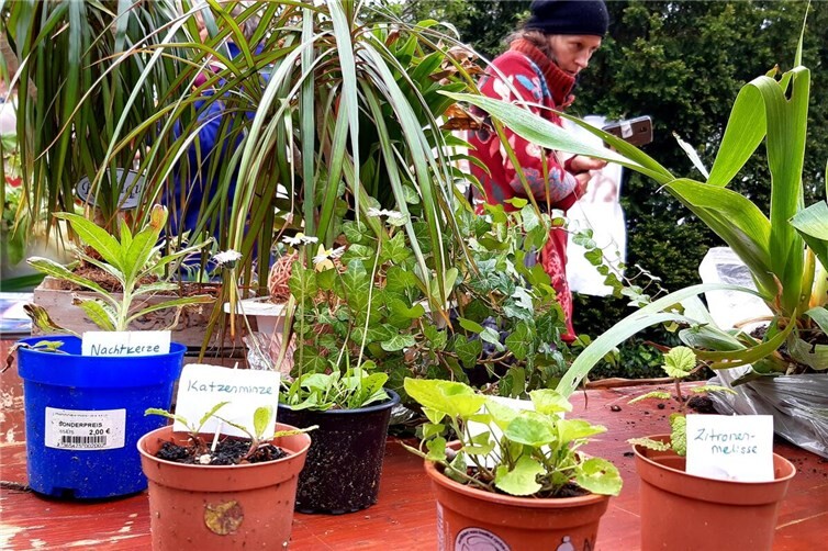 Pflanzen schon sauber beschriftet warten auf ihre neue Heimat