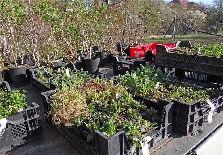 Pflanzenlieferung von heimische Arten in Bio-Qualität.