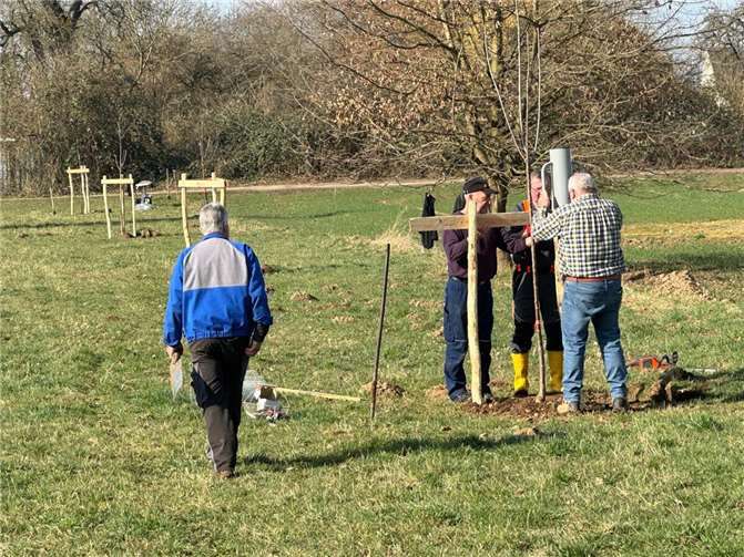 Pflanzung der Bäume.  Fotos: Volker Rudolph