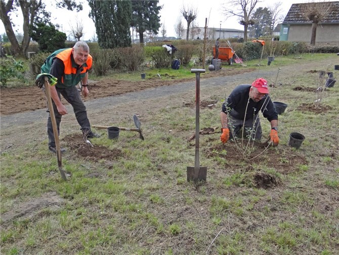 Pflanzzeit für Wildsträucher auf dem Friedhof in Nickenich für mehr Aufenthaltsqualität für Pflanzen, Tiere und Friedhofsbesucher. Foto: Susanne HildebrandtFoto: Kreisverwaltung Mayen-Koblenz