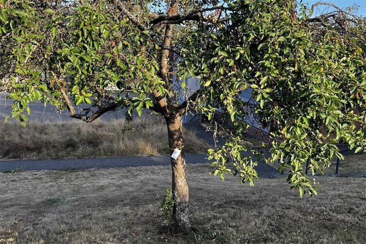 Pflück mich - ich bin reif. Pflaumen und Mirabellen, bald auch die kleinen Äpfel ... das Gelbe Band gibt den Baum frei.