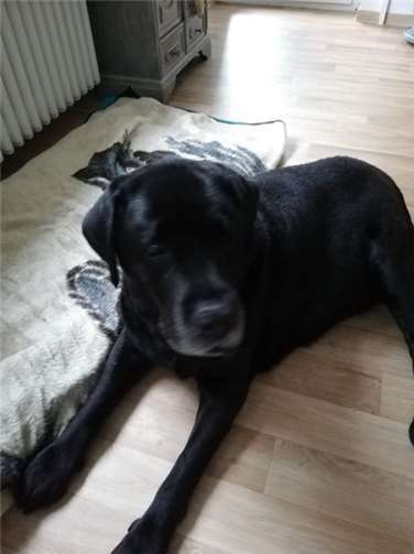 Pharao ist ein rundherum gutmütiger und liebenswerter Senior.Fotos: privat