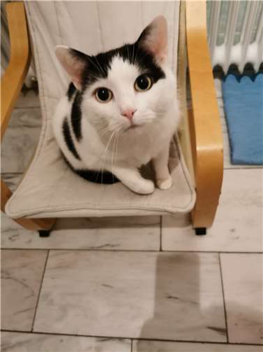 Phibie sucht ein neues Zuhause.  Foto: Katzenschutzfreunde Rhein-Ahr-Eifel e.V.