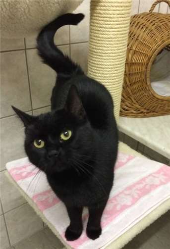 Pia ist leider nicht gechipt.