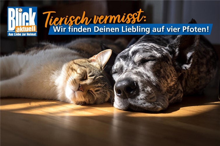 Tierisch vermisst – Wir finden deinen Liebling auf vier Pfoten