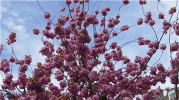 Vorschaubild Video: Japanische Blütenkirsche in Remagen 2026
