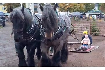 Vorschaubild Video: Pferdemarkt in Mayen 2026