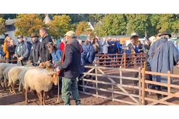 Vorschaubild Video: Schafmarkt in Mayen 2026