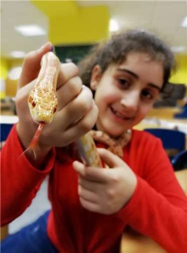 Picasso“ ist eine 15 Jahre alte nordamerikanische Kornnatter und inzwischen 1,60 m lang.Fotos: privat