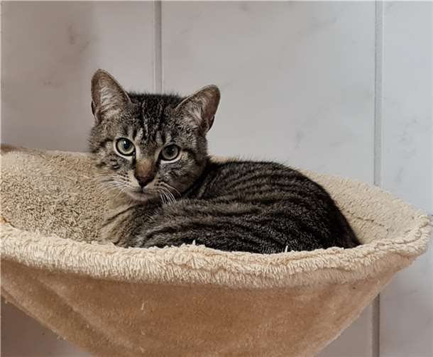 Piet  Fotos: Katzenhilfe Westerwald