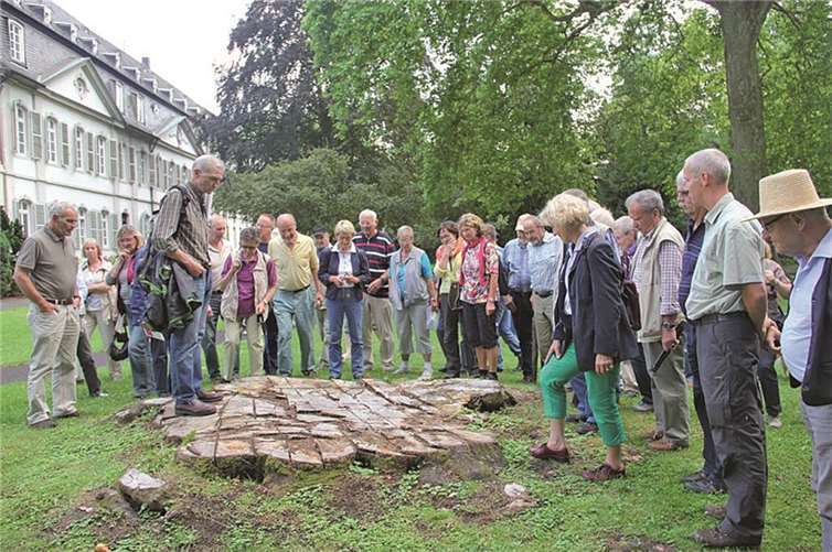 Pilzbefall ließ hier eine mächtige Blutbuche absterben.  Privat