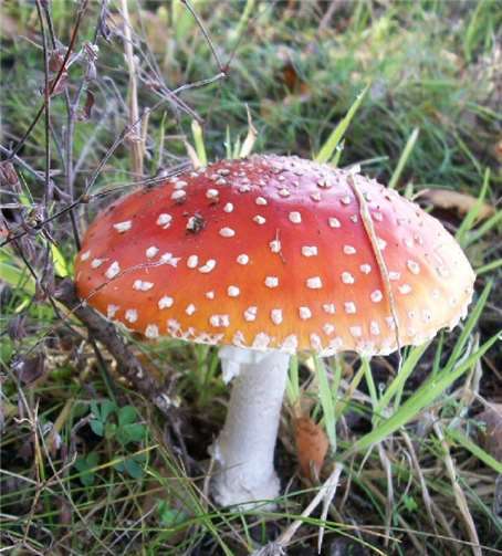 Pilze, wie hier der weitbekannte Fliegenpilz, spielen eine wichtige Rolle im Naturhaushalt. NABU Rengsdorf, Lucia Preilowski