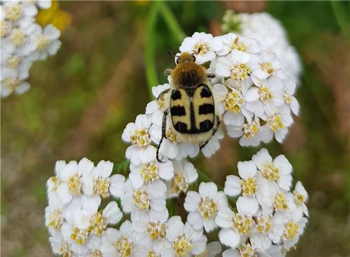 Pinselkäfer auf Schafgarbe im Naturnahen Schaugarten. Foto: B. Kümpel