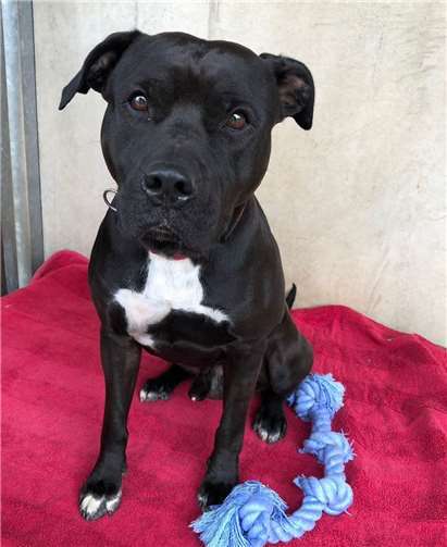 Pit Bull Rüde Smudo sucht ein neues Zuhause.  Tierheim Andernach