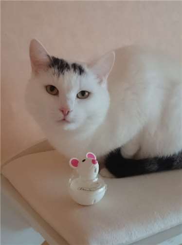 Zwei liebe Kater brauchen einen Neuanfang Pit ist ein eher schüchterner Kater, der Menschen gegenüber zunächst vorsichtig ist.Fotos: privat