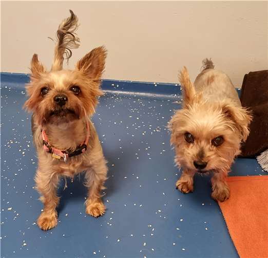 Pixi und Szotyi. Foto: Sybill Limbach