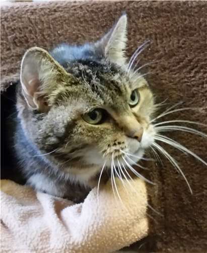 Pixie sucht eine Einzelstelle. Tierheim u. Tierschutzverein Kreis Ahrweiler e.V.