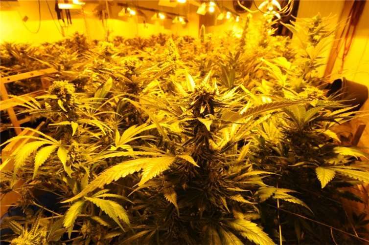 Plantage in Laurenburg. Fotos: Polizei