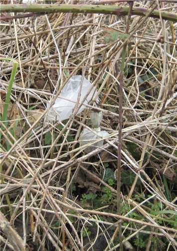 Plastiktütchen mit Hundehäufchen gehören in den Müll.