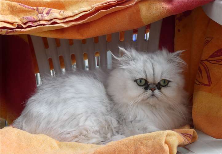 Plüsch sucht ein zuhause mit viel Fürsorge.Foto: Tierheim Andernach