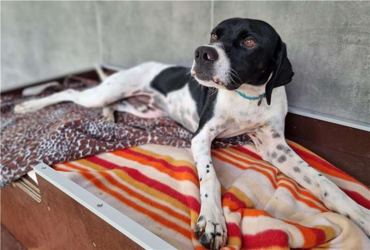 Pluto wird über das Tierheim in Mayen vermittelt.  Foto: Sybill Limbach