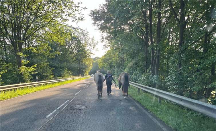 Polizistin in Windeck mit entlaufenen Pferden.  Foto: Polizei RSK