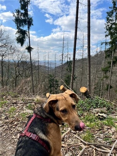 Polly ist eine aufgeweckte Hundedame. Foto: privat