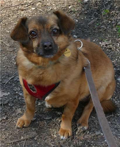 Polly wartet auf Menschen zu denen sie passt. Foto: Tierschutz Siebengebirge