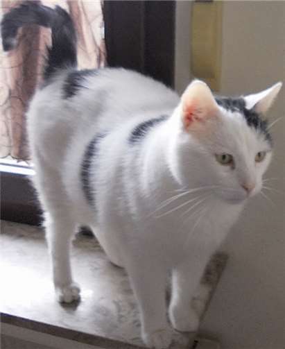 Ponti ist verschmust. privat