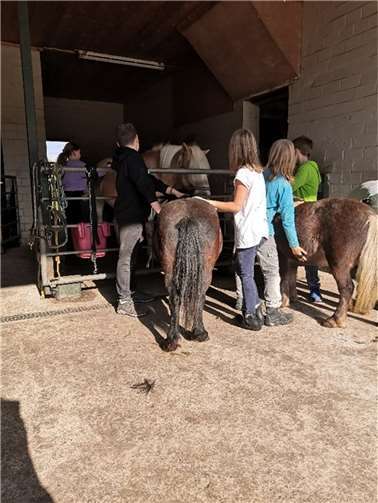 Ponys und Esel wurden liebevoll umsorgt und geputzt. Fotos: privat