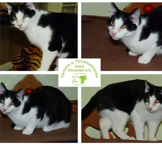 Popeye ist sehr verspielt und tobt gerne herum. Tierheim u. Tierschutzverein Kreis Ahrweiler e.V