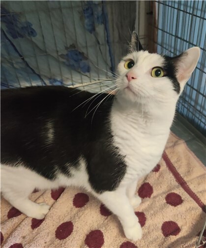 Porky ist sehr verschmust.Foto: Tierheim u. Tierschutzverein Kreis Ahrweiler e.V. , Claus Krah