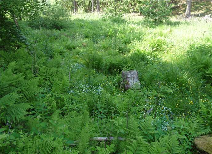 Positive Entwicklung der Aue am Wirftbach. Winfried Sander (BUND)