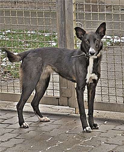 Praga sucht eine liebe Familie. privat