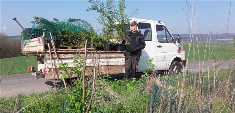 Praktikant Lukas Mühlenbruch bei der Pflanzung der Hecken. Foto: Stadt Mayen