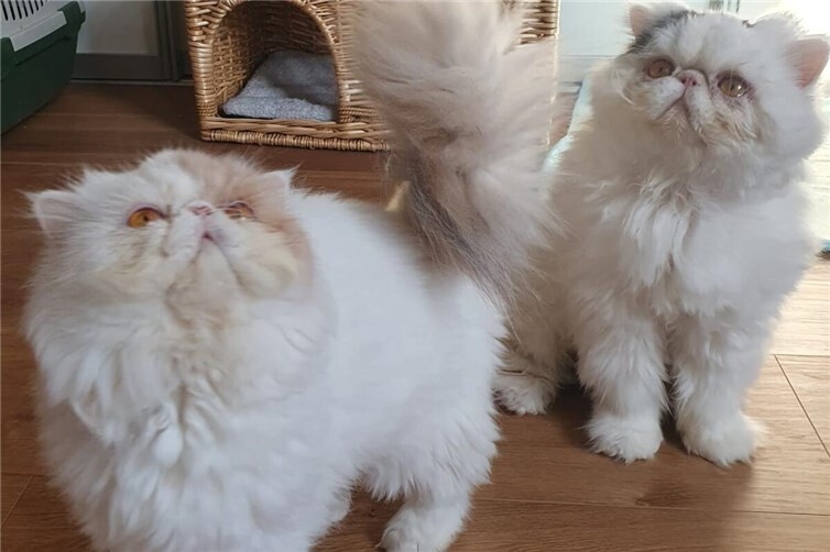 Prinzessin Louisa & Prinz Hendrik