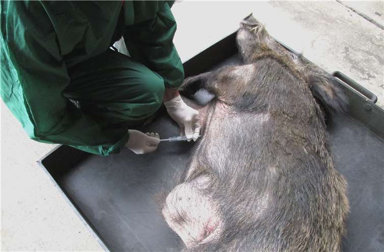 Probenentnahme bei einem Keiler, der auf der A3 bei Mogendorf einen Unfall verursacht hat. Die Untersuchung auf ASP verlief in diesem Fall negativ. Pressestelleder Kreisverwaltung
