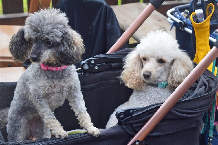 Hundesportfreunde Sinzig feiern harmonisches Herbstfest mit vielfältigen Aktivitäten