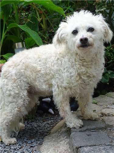 Pudelmix Nelly. Fotos: privat