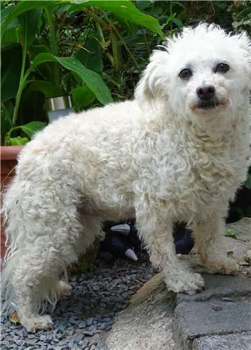 Pudelmix Nelly. Fotos: privat