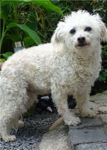 Pudelmix Nelly. Fotos: privat