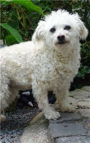 Pudelmix Nelly. Fotos: privat