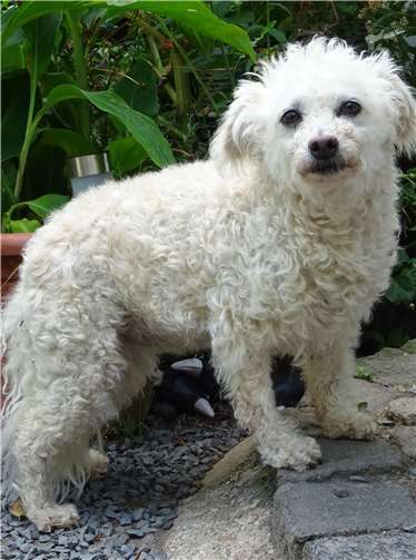 Pudelmix Nelly. Fotos: privat