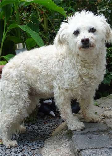 Pudelmix Nelly. Fotos: privat