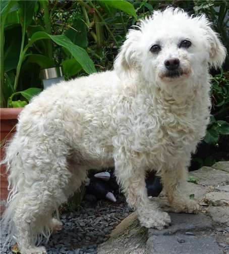 Pudelmix Nelly.Fotos: privat