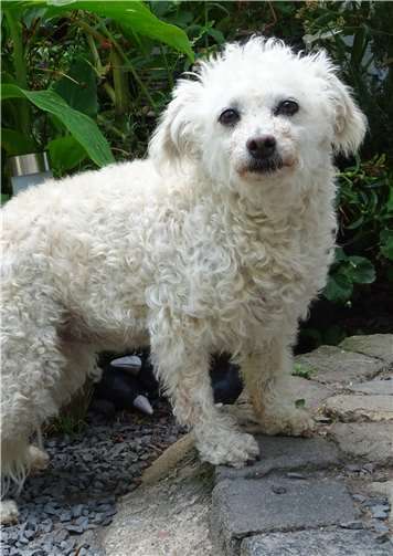 Pudelmix Nelly.Fotos: privat